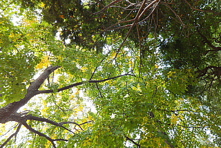 conv0045.jpg